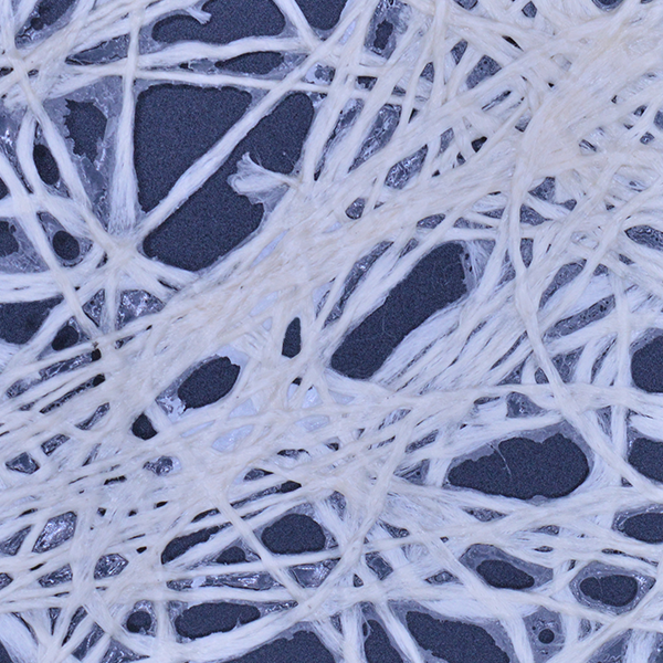 Large - morass 600by600