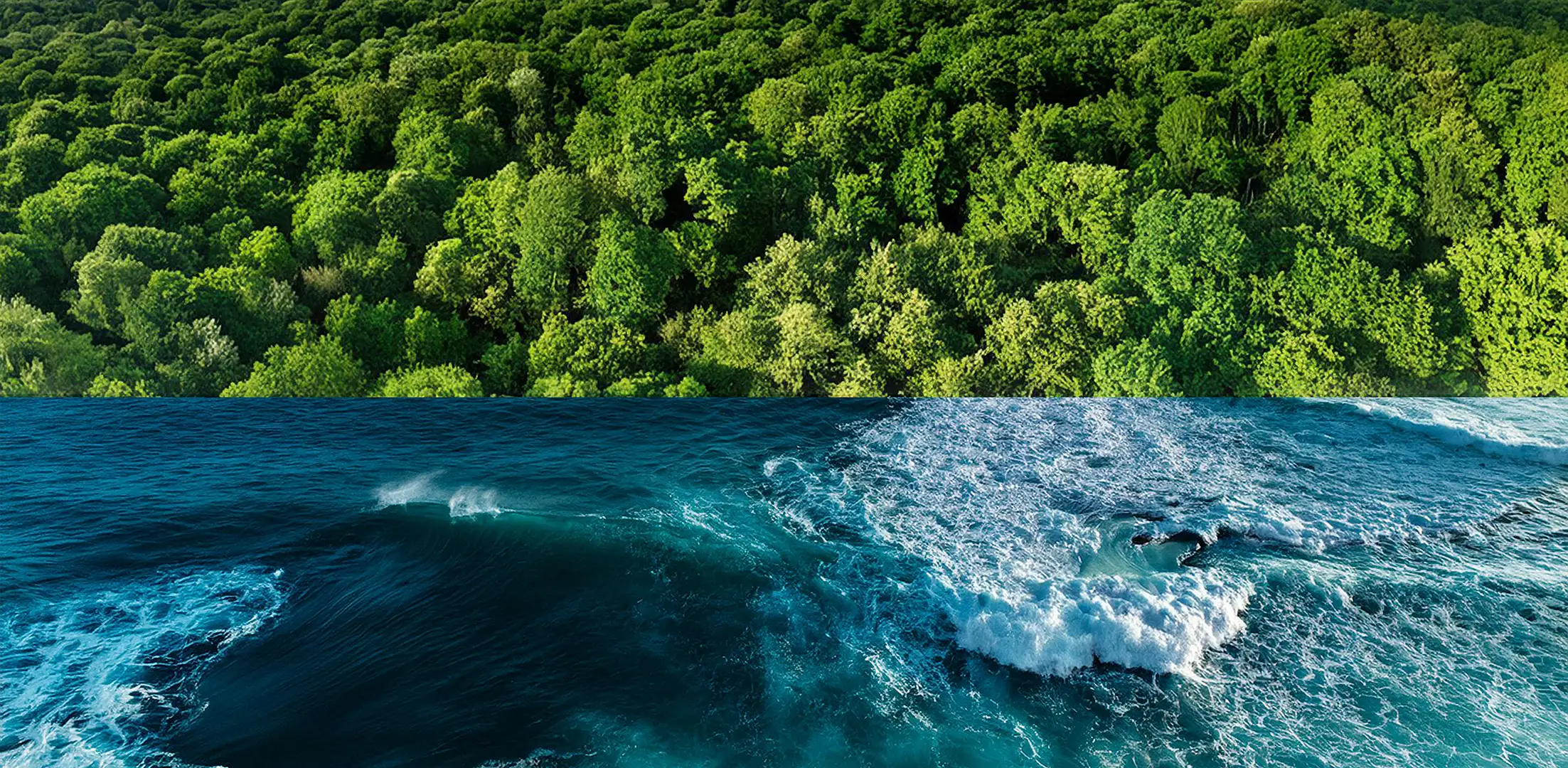 An image showing a forest of trees at the top and an ocean of water at the bottom.
